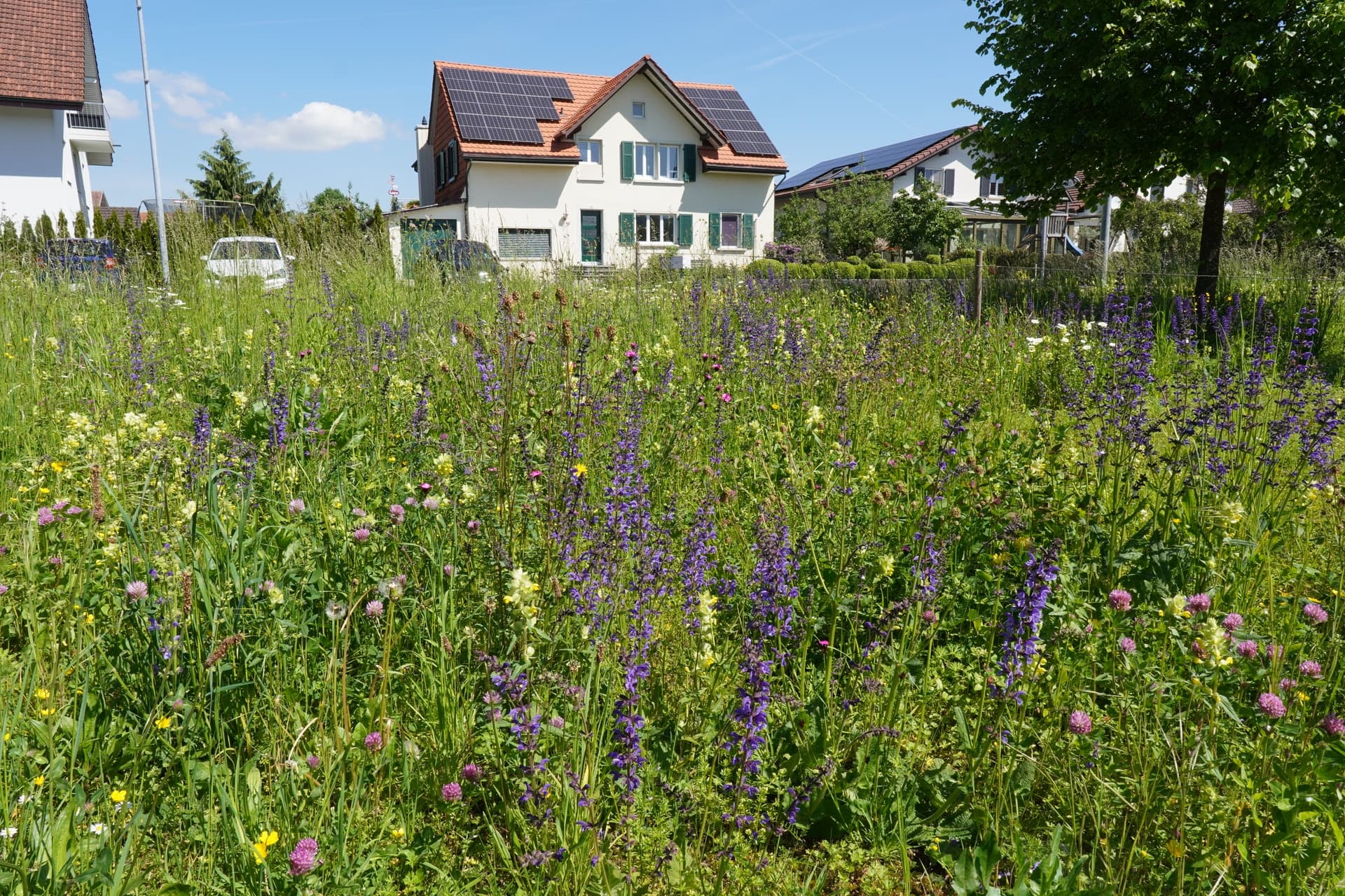Farbenfrohe Blumenwiese vor einem Haus mit Solarpanels