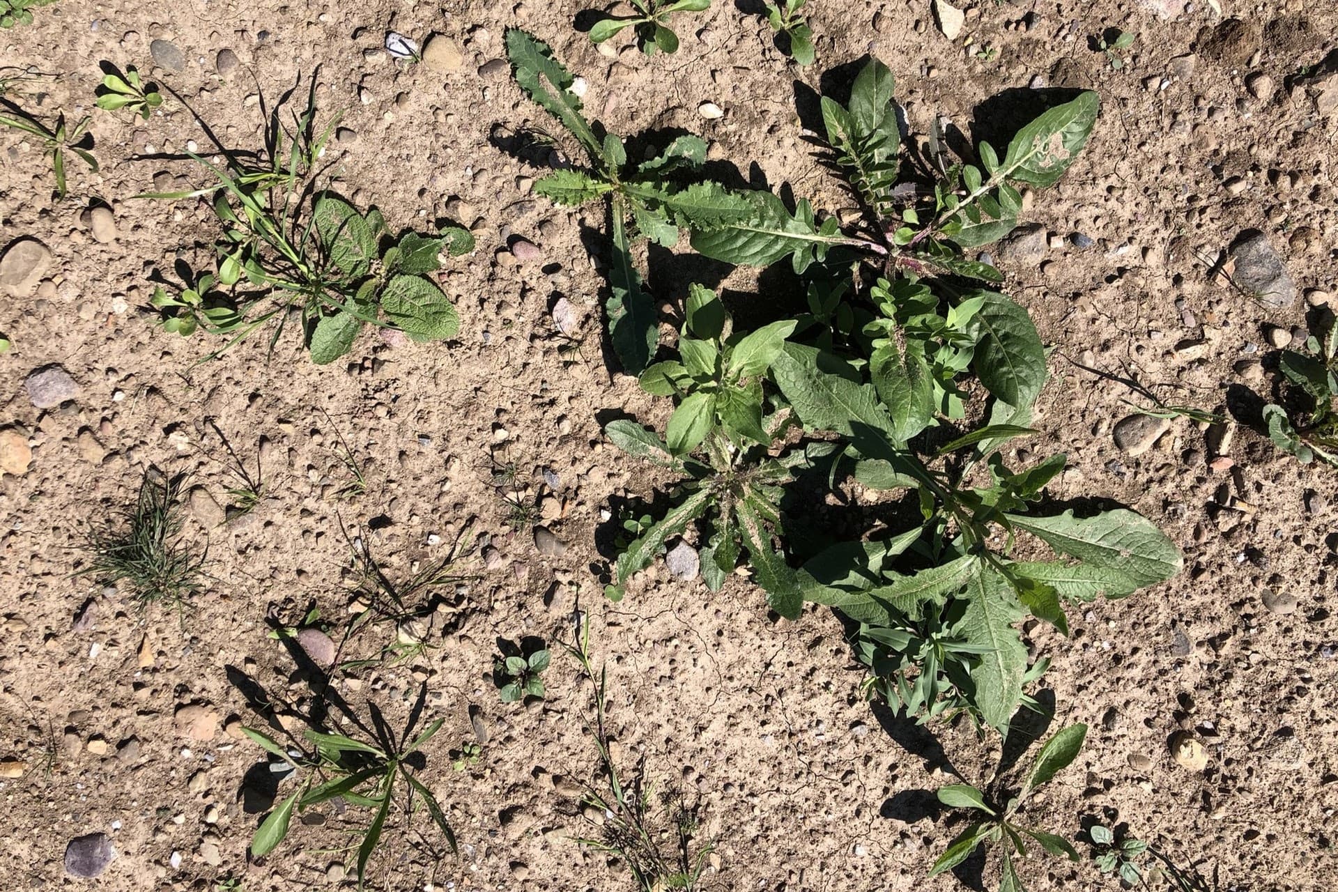 Rosetten von Wiesenpflanzen keimen auf einem sandigen, braunen Boden