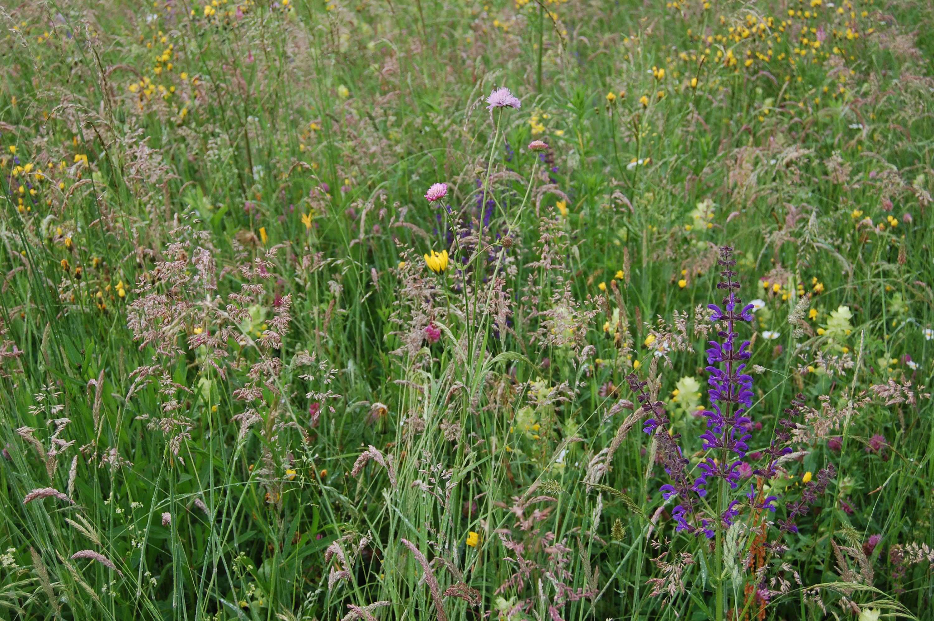 Vielfältige Blumenwiese