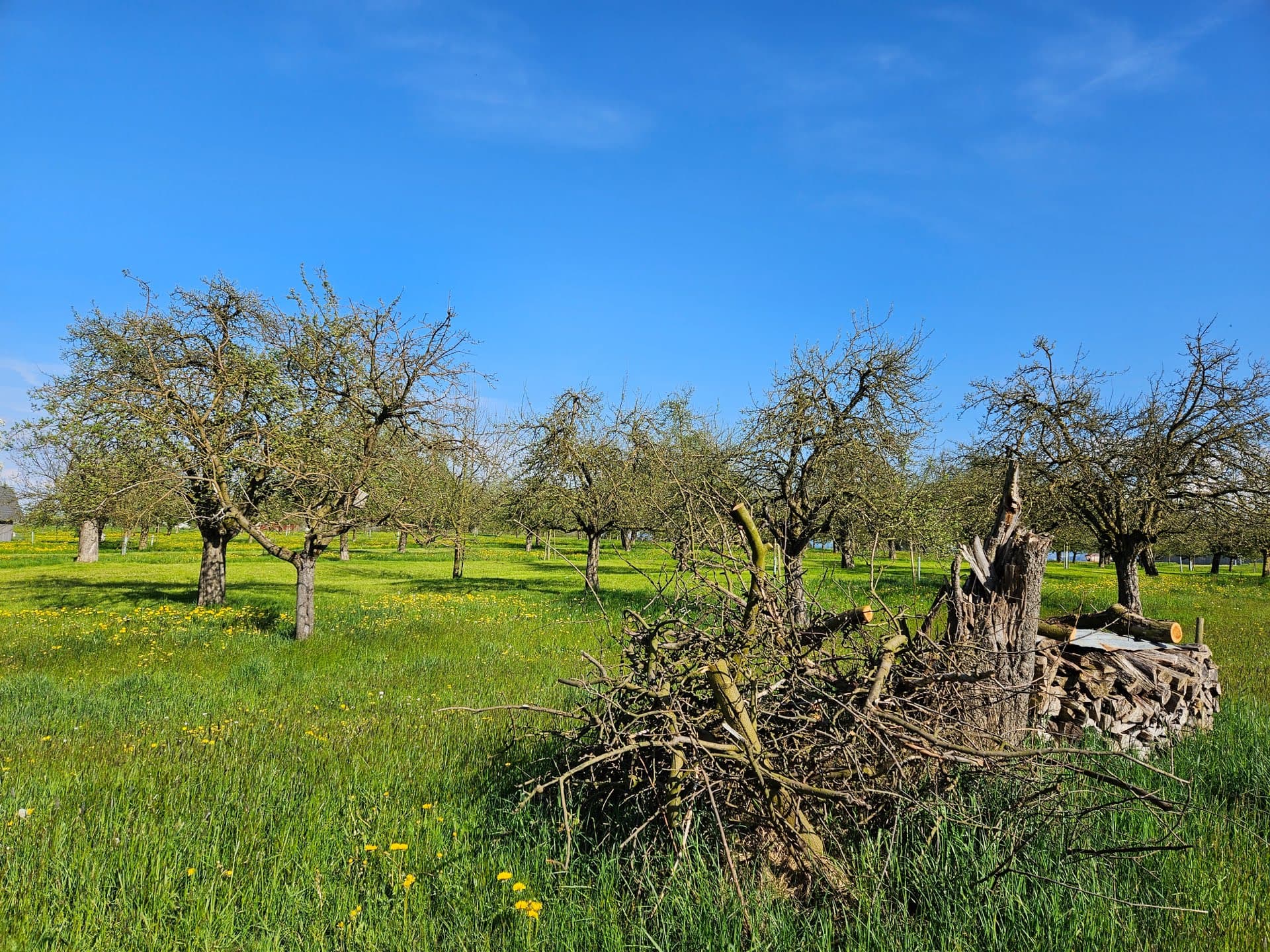Ein Haufen von Ästen liegt auf einer landwirtschaftlichen Wiese mit Obstbäumen im Frühling.