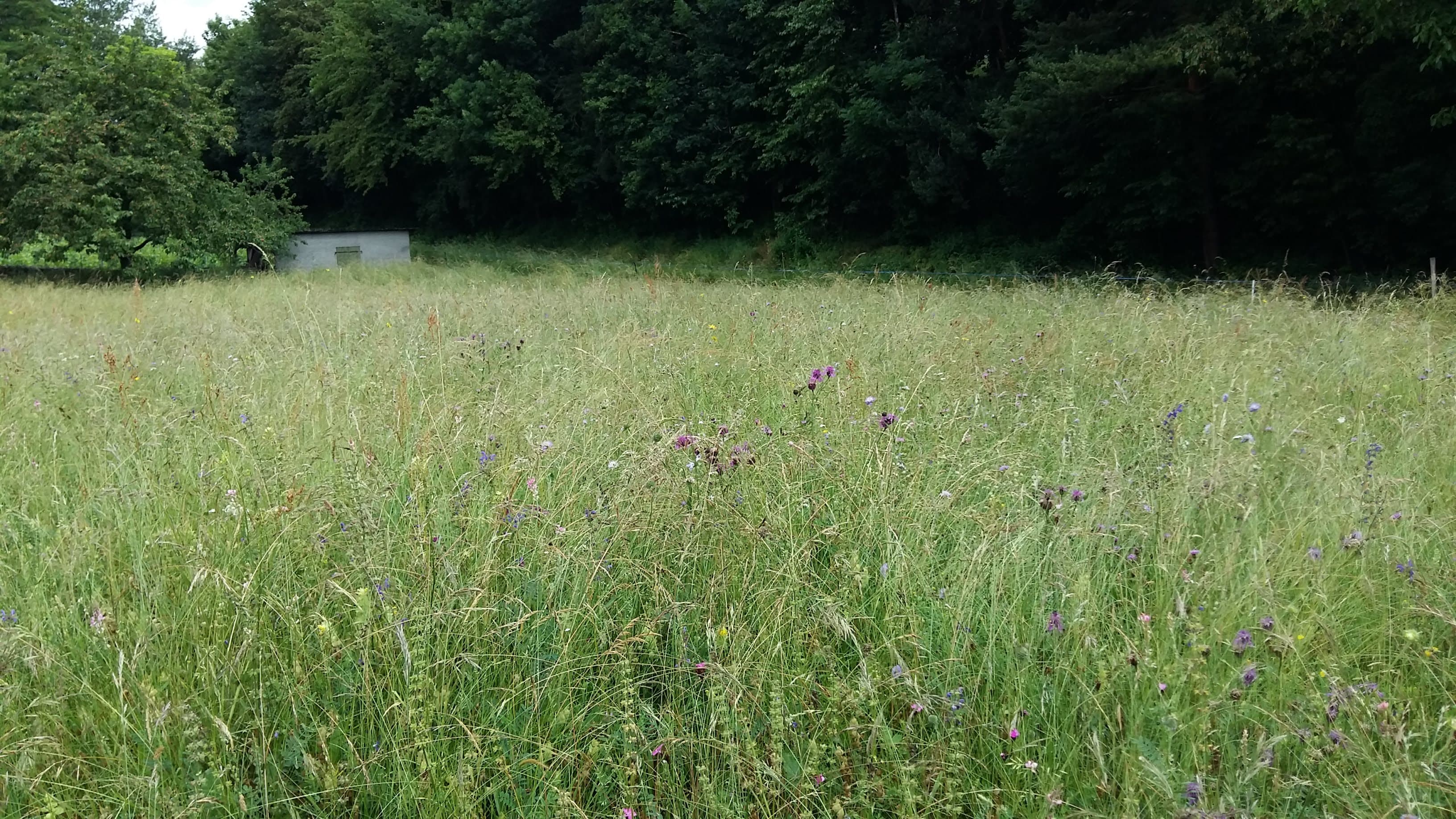 Eine bunte Wiese mit hohem Wuchs.